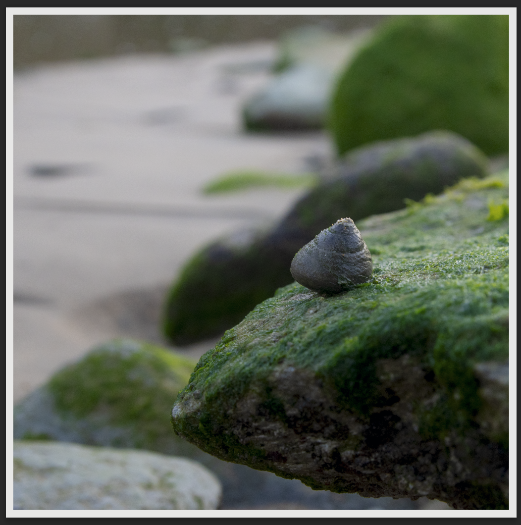 Fauna expuesta en bajamar