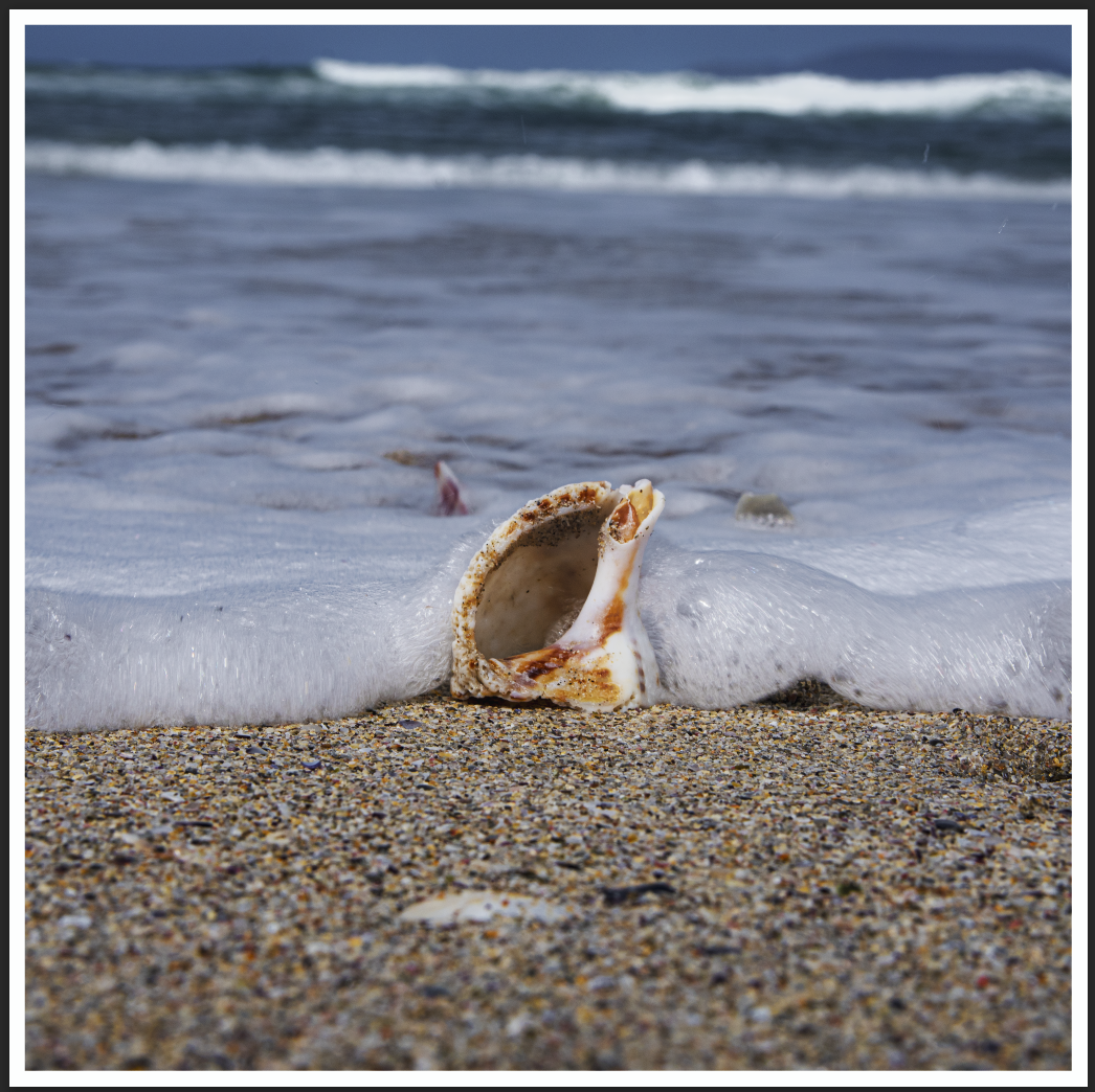 Caracola entre espuma y arena