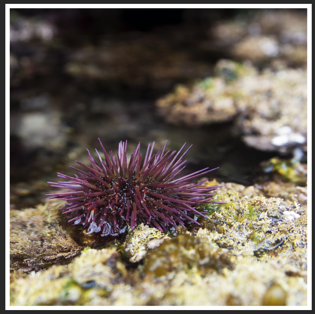 Erizo y texturas del intermareal